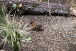DSC_9199.JPG